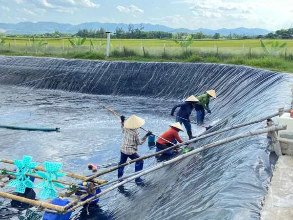 Sự Lên Ngôi của Ngành Nuôi Tôm ở Hà Tĩnh: Chi Tiết Cải Tạo Ao và Xuống Giống