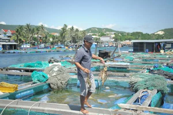 Tiến Tiếp Bền Vững: Hệ Thống Nuôi Tôm Hùm RAS Trong Ngành Nuôi Tôm Việt Nam