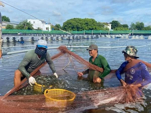 Đột phá trong liên kết chuỗi sản xuất tôm: Nhìn nhận từ tỷ lệ 19,68%