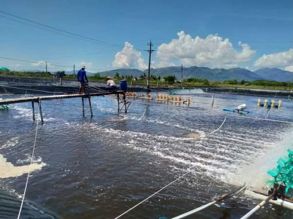 Nuôi Tôm trong Mùa Nắng Nóng: Chiến Lược, Thách Thức và Lời Khuyên