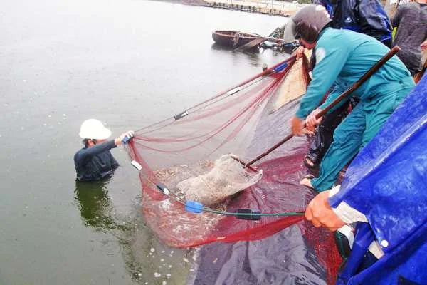 Mô Hình Nuôi Tôm 2 Giai Đoạn ở Gio Linh, Quảng Trị: Sự Kết Hợp Hoàn Hảo giữa Công Nghệ và Bền Vững