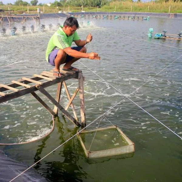 Rong Đáy Xuất Hiện: Biến Động Lớn Trong Ao Nuôi