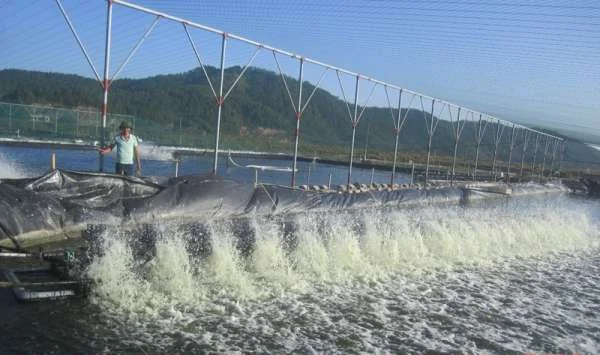 Tổng Quan Về Chlorine Dư Thừa Trong Ao Nuôi Tôm: Tác Động, Nguyên Nhân và Biện Pháp Xử Lý