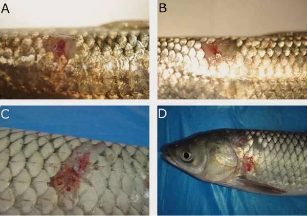 Bệnh Đốm Đỏ Do Vi khuẩn Trên Cá: Tìm Hiểu Chi Tiết và Biện Pháp Phòng Chống
