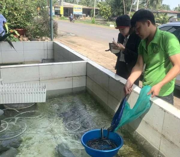 Nông Dân Trẻ và Hành Trình Làm Giàu Từ Nuôi Đặc Sản Cá Chình