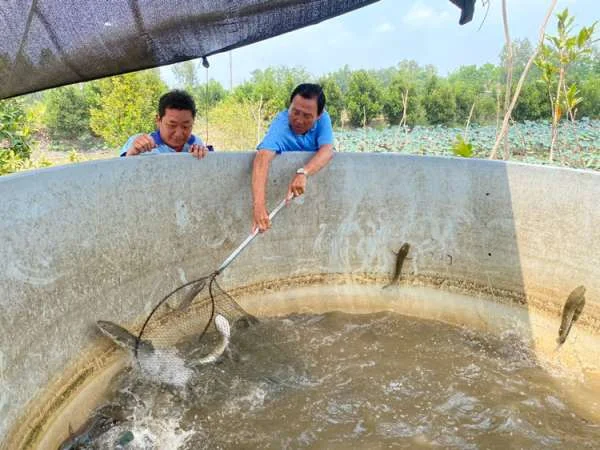 Nuôi Cá Lóc Trong Ruộng Sen: Con Đường Để Kiếm Lãi Tiền Trăm Triệu