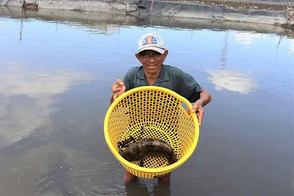 Thị trường cá mú, cá tráp: Nhu cầu không ổn định, giá thấp