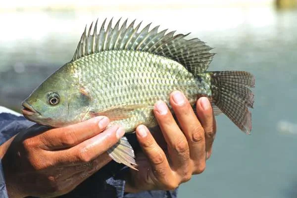 Lập Trình Dinh Dưỡng Sớm Cho Cá Rô Phi: Phương Pháp Hiệu Quả Trong Nuôi Cá Thương Mại