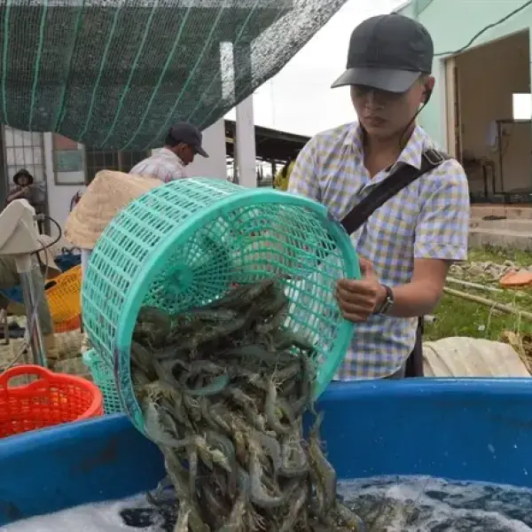 Bước Nhảy Vọt: Nông Dân Phấn Khởi Trước Sự Tăng Giá Tôm Thương Phẩm Đầu Năm