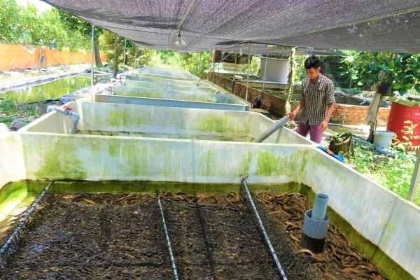 Nuôi Lươn Thâm Canh: Khai Phá Công Nghệ Tuần Hoàn Nước Cho Năng Suất Cao