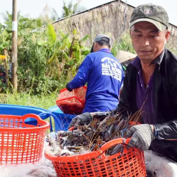 Nâng cao Thu Nhập từ Mô Hình Tôm Càng Xanh Xen Lúa: Sự Phát Triển ở Xã Long Hòa