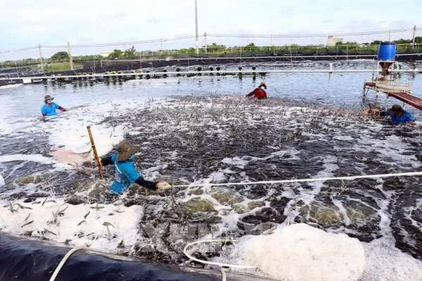 Nuôi Trồng Thủy Sản Đạt Tiêu Chuẩn Xuất Khẩu: Hành Trình Hướng Tới Sự Thành Công