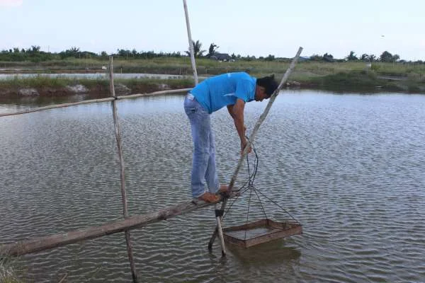 Bí quyết gây màu nước: Tối ưu hóa môi trường ao tôm đất