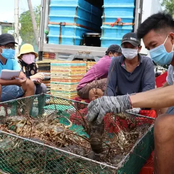 Tiềm Năng Xuất Khẩu Tôm Hùm Chính Ngạch của Việt Nam