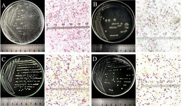 Hướng Dẫn Chi Tiết về Phân Lập Vi Khuẩn Hấp Thu Sulfide từ Nước Thải Thủy Sản