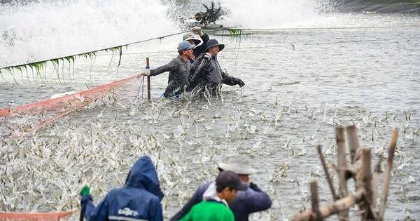 Ngành Thủy Sản: Đối Mặt Với Khó Khăn Trong Cung Ứng Nguyên Liệu Cho Chế Biến và Xuất Khẩu