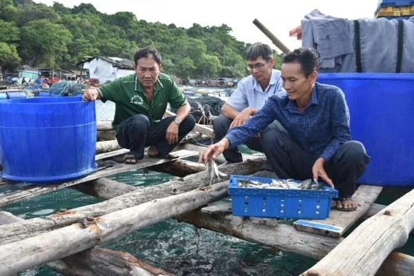 Phú Quốc: Thiên Đường Nuôi Cá Lồng và Du Lịch