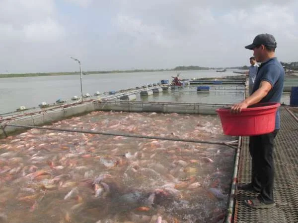 Rau Má: Giải Pháp Bền Vững Cho Nuôi Cá Thủy Sản