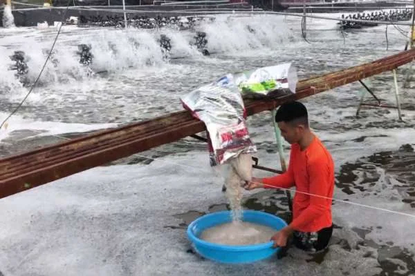 Bảo vệ Sức Khỏe Tôm và Môi Trường: Chiến Lược Quản Lý Tồn Dư Hóa Chất