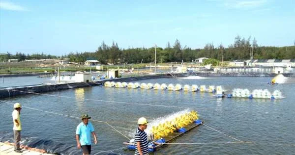 Màu Nước Đúng Đảm Bảo Môi Trường Nuôi Tôm Ổn Định