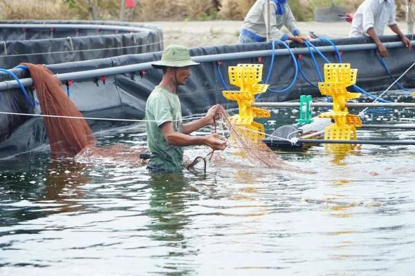 Tôm - Rừng và Tôm - Lúa - Nét Đặc Trưng Của Cà Mau và Kiên Giang