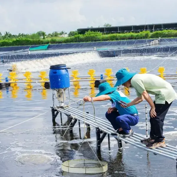 Tối Ưu Hóa An Toàn Trong Nuôi Tôm: Chi Tiết Về Các Biện Pháp Độc Đáo và Hiệu Quả