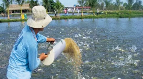 Phòng bệnh cho cá giai đoạn giao mùa