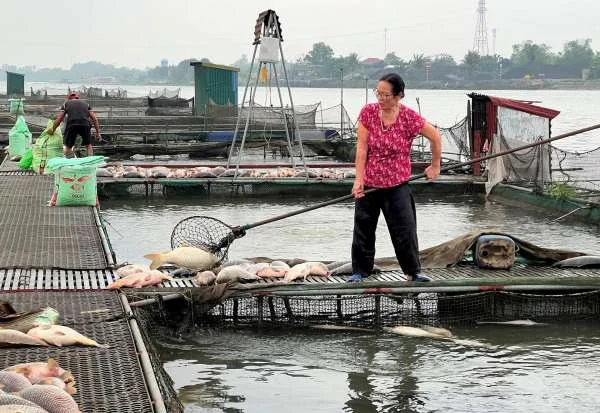 Hải Dương có lòng chết nhiều do thiếu Oxy: Tình trạng, Nguyên nhân và Giải pháp