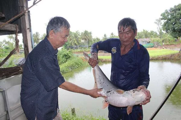 Tầm Quan Trọng của Nuôi Dưỡng Cá Tra Bố Mẹ: Đẩy Mạnh Nền Nông Nghiệp và Thủy Sản