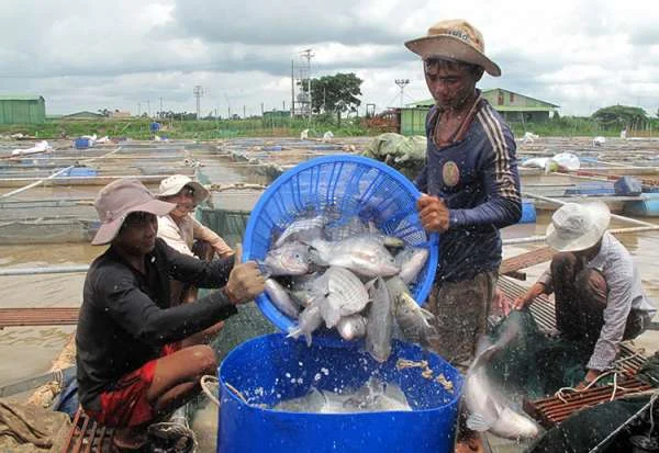 Sản Lượng Cá Rô Phi Tăng Mạnh: Đánh Dấu Bước Đột Phá Trên Thị Trường Thủy Sản