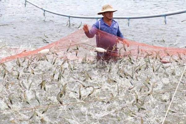 Hành trình từ truyền thống đến công nghệ cao: Mô hình nuôi tôm ấn tượng tại Lạch Trường