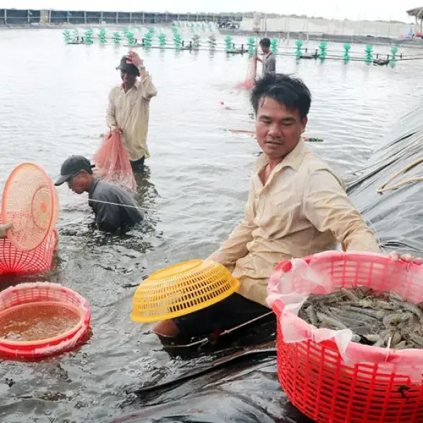 Bến Tre: Trọng tâm phát triển nuôi trồng thủy sản hiệu quả