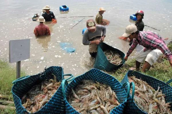 Khám Phá Trà Vinh: Trồng Nuôi Tôm Sú trên Diện Tích Gần 3,000ha