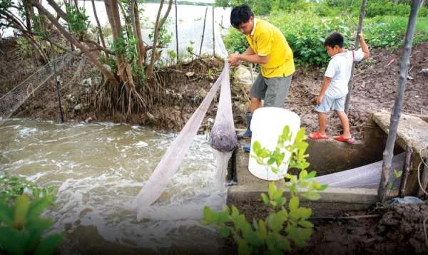 Bền Vững Như Tôm Sinh Thái: Hướng Đi Mới Cho Ngành Nuôi Tôm