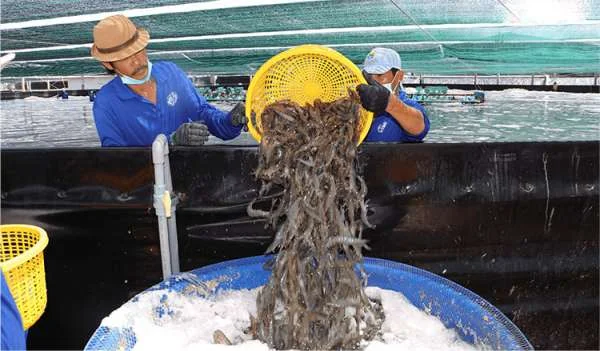 Sức Mạnh Từ Đoàn Kết: Hành Động Cùng Ngành Tôm Vượt Qua Thách Thức