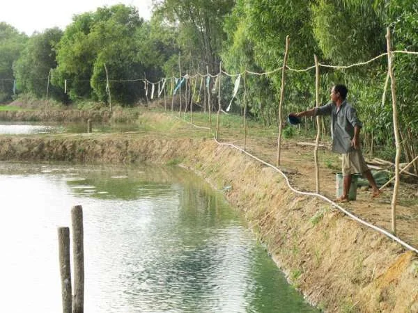 Nuôi Cá Bống Mú Trong Ao Đất: Khoảnh Khắc Thành Công và Khát Vọng Phát Triển