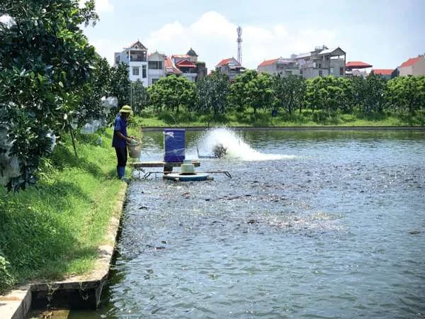 Quản Lý Dinh Dưỡng: Bí Quyết Giảm Thiểu Rủi Ro Trong Nuôi Trồng Thủy Sản