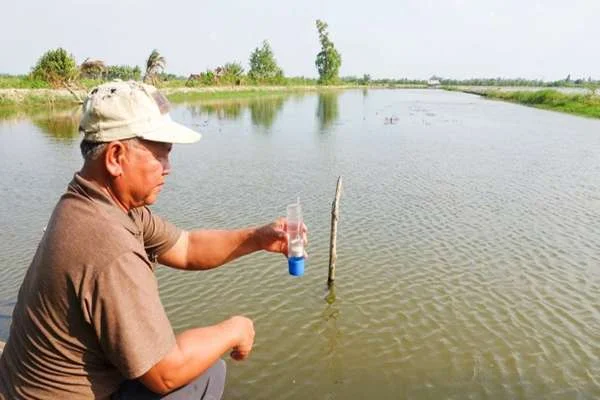 Ngập Mặn: Thách Thức Lớn Đối Với Ngành Nuôi Tôm