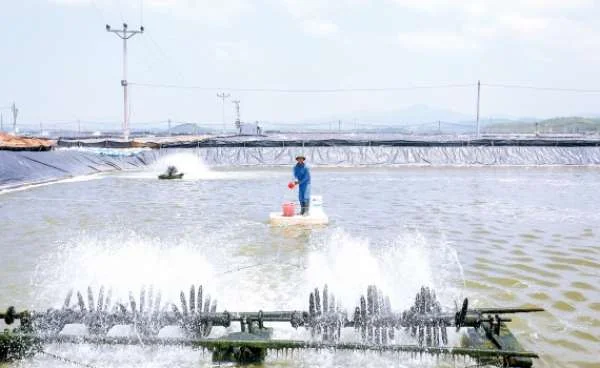 Hành Trình Đổi Mới: Thuần Hóa và Nuôi Tôm Thẻ Chân Trắng Trong Ao Nước Ngọt