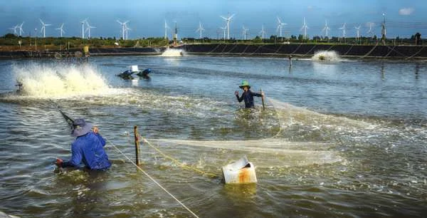 Chọn Thời Điểm Thu Hoạch Tôm Tốt Nhất: Chiến Lược Hiệu Quả