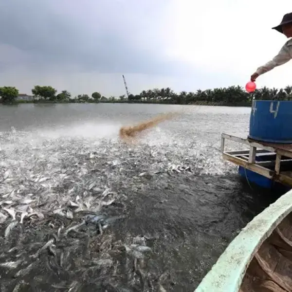 Bước Tiến Mới trong Ngành Nuôi Cá Tra: Tứ Kỳ - Điểm Sáng Đất Cá Tra