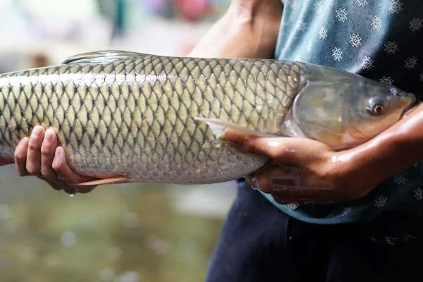 Công Nghệ "Sông Trong Ao": Đổi Mới trong Nuôi Cá Trắm Cỏ ở Việt Nam