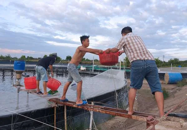 Kỹ Thuật Sang Tôm: Bí Quyết Giúp Người Nuôi Vượt Qua Thách Thức của Hạn Hán