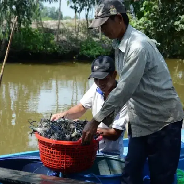 Hành Trình Tìm Kiếm Giá Trị: Phát Triển Tiềm Năng của Tôm Càng Xanh