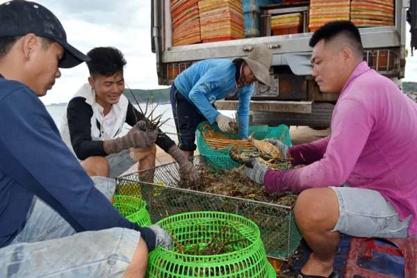 Bảo Vệ Môi Trường, Phát Triển Bền Vững: Chiến Lược Tăng Cường Quản Lý Vùng Nuôi Tôm Hùm