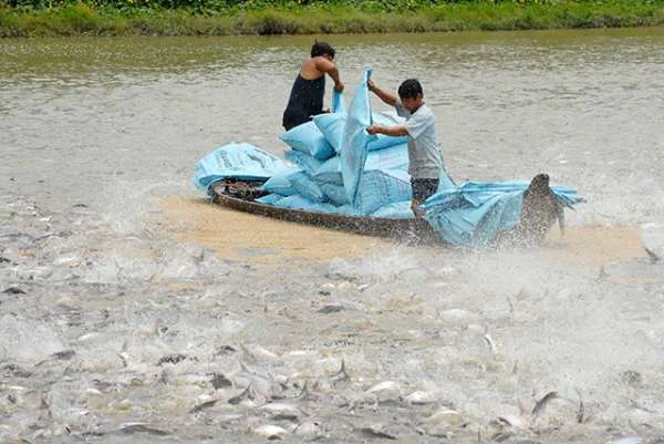 Khám Phá Sức Mạnh Thủy Sản Cần Thơ: Sản Lượng Ấn Tượng Trong 6 Tháng Đầu Năm