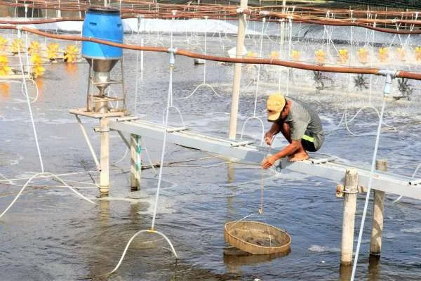 Quản Lý Môi Trường Ao Nuôi Tôm: Những Kỹ Thuật Hiệu Quả Nhất