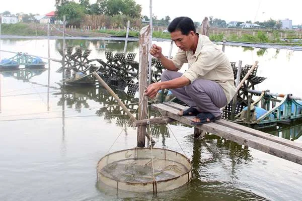 Giải Pháp Phát Triển Nuôi Tôm Thẻ Chân Trắng Nước Ngọt Từ Người Dân Đồng Tháp