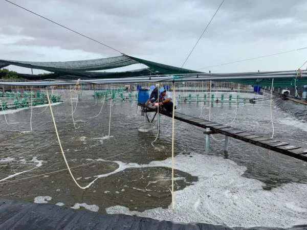 Nuôi Tôm Bền Vững: Phương Pháp Cân Bằng Sinh Học Tái Tạo Môi Trường