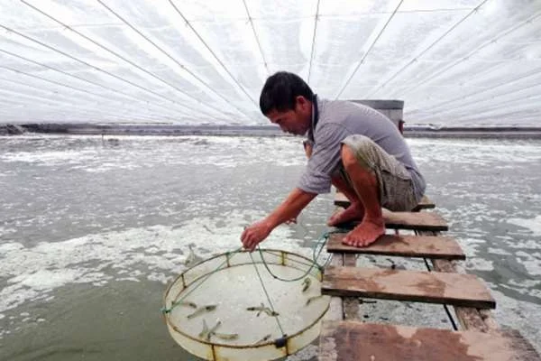 Thái bình tăng cường Phát triển ngành nuôi trồng thủy sản trong môi trường nắng nóng